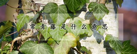 常青树意思|常青树是什么意思